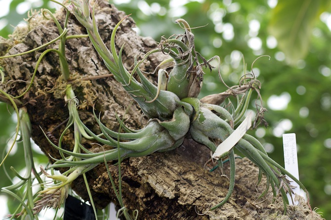 Certaines espèces de Tillandsia (Bromeliaceae), épiphytes exclusivement américaines, peuvent héberger des sociétés de fourmis à la base du pied - © Serre du jardin botanique de Nancy